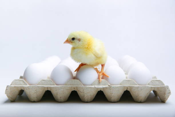 istock yellow new born chick 1215591738