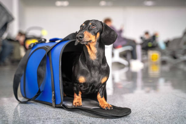 Obedient dachshund dog sits in blue pet carrier in public place and waits the owner. Safe travel with animals by plane or train. Customs quarantine before or after transporting animals across border stock photo