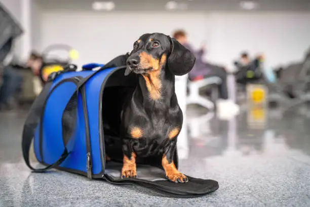 Photo of Obedient dachshund dog sits in blue pet carrier in public place and waits the owner. Safe travel with animals by plane or train. Customs quarantine before or after transporting animals across border