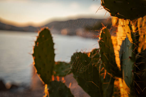 Cactus opuntia on top or slope of hill is illuminated by golden rays of sun, close up. Prickly pear against blurred mountain seascape at dawn or sunset. Picturesque landscape of wild nature at dusk. cactus opuntia en la cima o pendiente de la colina está iluminada por rayos dorados de sol, de cerca. pera espinosa contra el paisaje marino de montaña borrosa al amanecer o al atardecer. paisaje pintoresco de naturaleza salvaje al atardecer.