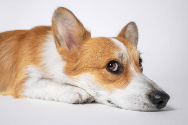 galês corgi pembroke ou cardigan com focinho sly fica no chão isolado em fundo branco. cachorro com olhar ofendido é punido por mau comportamento. cachorrinho triste está sozinho em casa esperando pelo dono - pembroke welsh corgi - fotografias e filmes do acervo