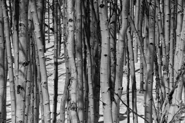 istock Winter in colorado 1215593098
