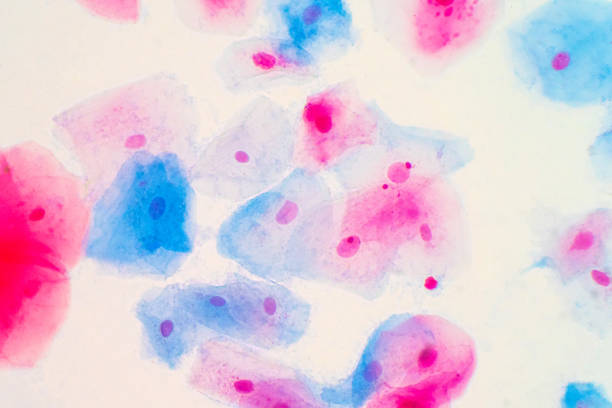 cellules épithéliales squamous du col de l’utérus humain sous la vue de microscope. le test de frottis de pap est une procédure pour tester le cancer du col de l’utérus chez les femmes. - intermediate photos et images de collection