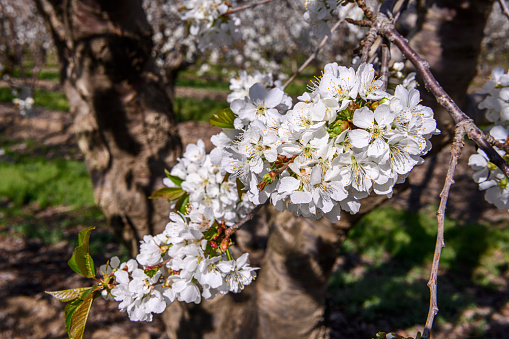 Close-up of springtime bing cherry (Prunus avium) blossoms on orchard trees.\n\nTaken in Gilroy California, USA