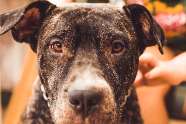 istock American Staffordshire Terrier 1215598088