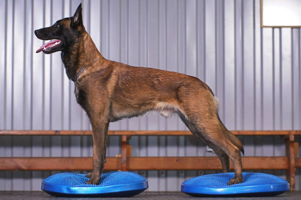 cão pastor belga ativo malinois posando dentro de casa em pé em discos de balanço azul com solavancos - sports training exercising posing gym - fotografias e filmes do acervo