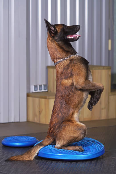 istock Active Belgian Shepherd dog Malinois posing indoors sitting up on its back legs on a blue balance disc with bumps 1215598815
