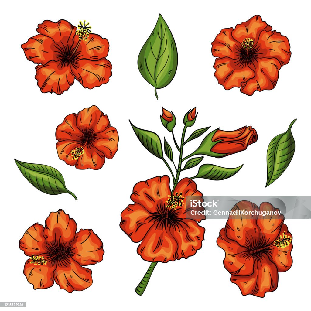 Fleurs Dhibiscus Réglées Avec Des Feuilles Isolé Sur Le Fond Blanc Vecteurs Libres De Droits Et
