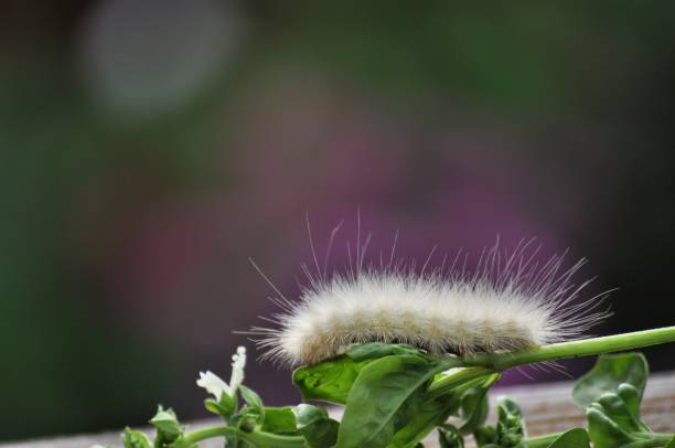 La Grosse Chenille Blanche : Un Voyage au Cœur de la Nature () La Grosse Chenille Blanche : Un Voyage au Cœur de la Nature