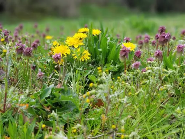 Dandelions in a field of purple