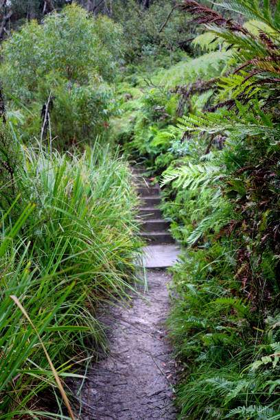 istock Wet walking track through lush grasses and ferns 1215601274