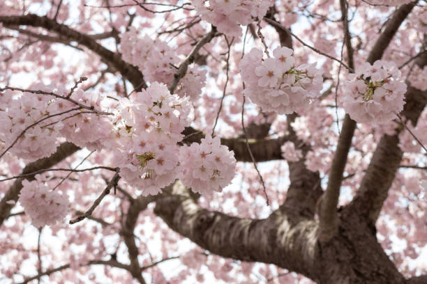 primavera floresce em washington dc durante festival nacional de cerejeiras - blossom cherry blossom tree white - fotografias e filmes do acervo