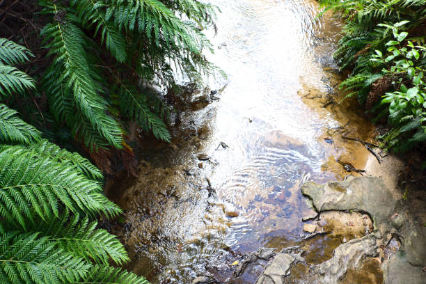 Tranquil close-up shot from high-angle, rippling stream with verdant green ferns and textured stones. Near Katoomba Falls, Blue Mountains, Australia.