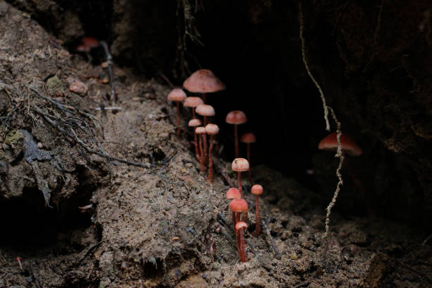 These cute little orange mushrooms are growing on some sheltered, freshly moved dirt by a fallen tree. Blue Mountains, Pool of Siloam Walking Track, Australia.
