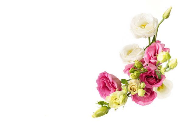 istock Flowers eustoma pink and white on white background isolated 1215602440