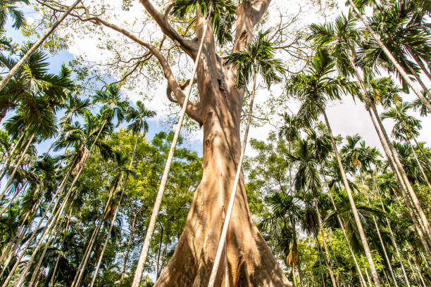 우타이 타니 지방의 반 사남에서 가장 크고 가장 높은 거대한 나무의 이미지, 태국, 선택적 초점. - rainforest redwood forest footpath 뉴스 사진 이미지