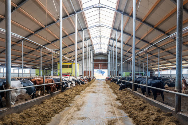 istock Modern spacious automated dairy cow milk farm. 1215603008