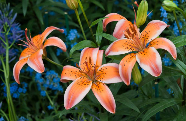 azjatycka lilia hybrydowa - lilium electric - lily lily family temperate flower asiatic lily zdjęcia i obrazy z banku zdjęć