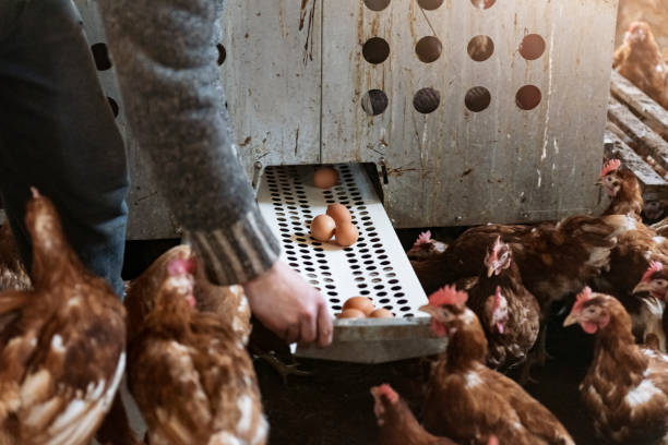 istock Man collecting eggs in ecological cage free chicken farm. 1215603018