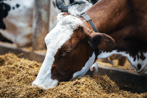 istock Healthy airy cows in modern automated milk farm. 1215603084