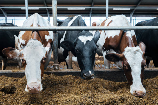 istock Healthy airy cows in modern automated milk farm. 1215603140
