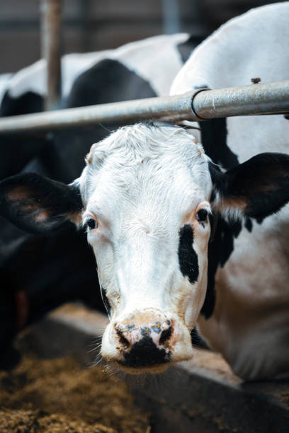 istock Healthy airy cows in modern automated milk farm. 1215603183