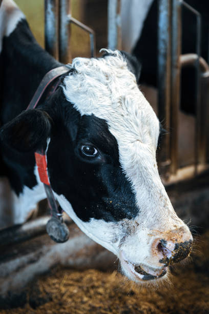 istock Healthy airy cows in modern automated milk farm. 1215603316