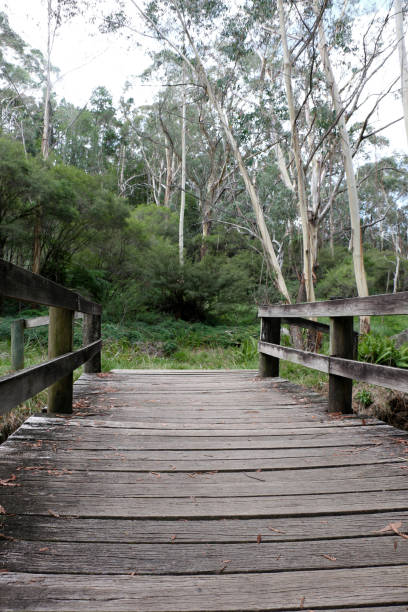 istock Bridge into the Bush, near Katoomba Falls Reserve 1215603335