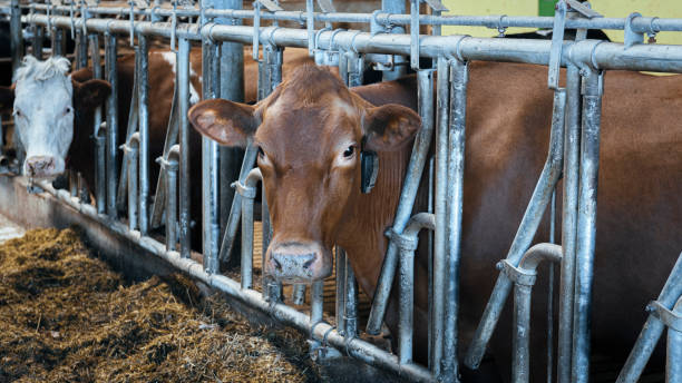 istock Healthy airy cows in modern automated milk farm. 1215603382
