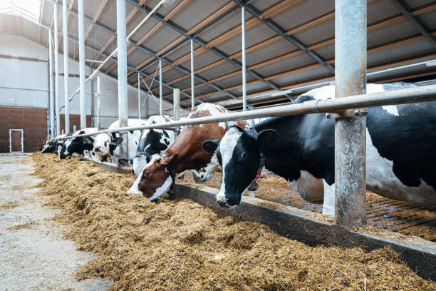 istock Modern spacious automated dairy cow milk farm. 1215603408