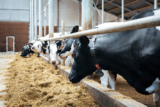 istock Healthy airy cows in modern automated milk farm. 1215603432