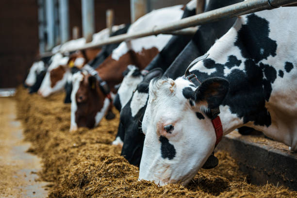 istock Healthy airy cows in modern automated milk farm. 1215603436