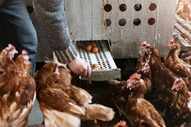 istock Man collecting eggs in ecological cage free chicken farm. 1215603441