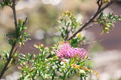 Pink grevillea flowering shrub. Wildflower native to Australia, particularly around the Blue Mountains. Photo taken near Wentworth Falls, April.