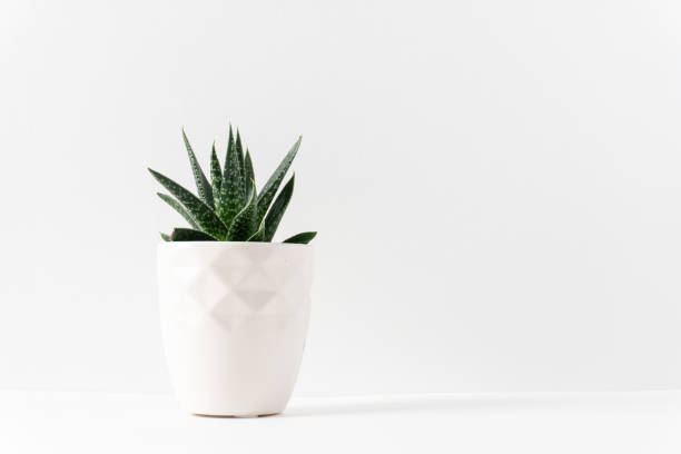 green succulent houseplant in a white vase on the left side of  a white table with copy space; landscape - copy space left imagens e fotografias de stock