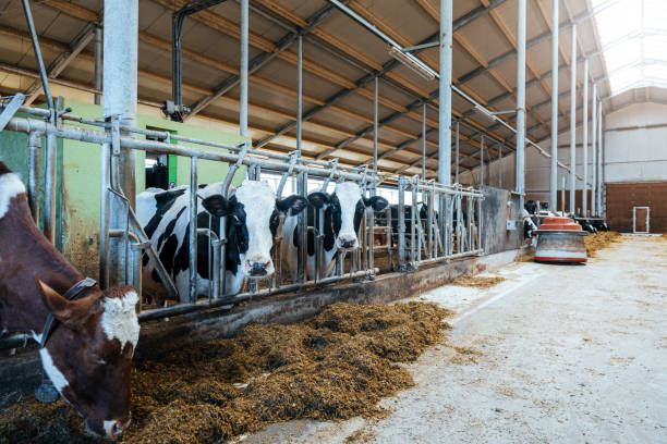 istock Modern spacious automated dairy cow milk farm. 1215604104