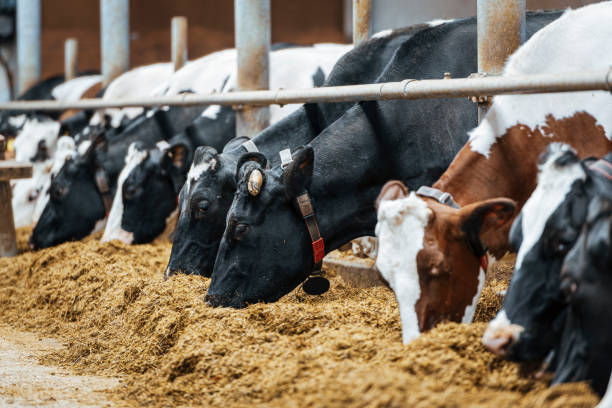 istock Modern spacious automated dairy cow milk farm. 1215604110