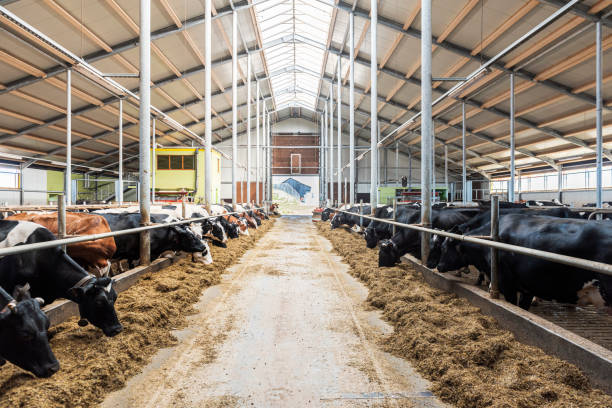 istock Modern spacious automated dairy cow milk farm. 1215604200
