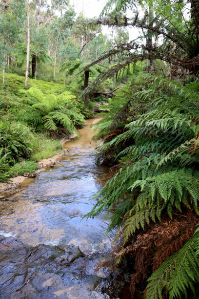 istock Flowing creek with verdant foliage surrounding 1215604236