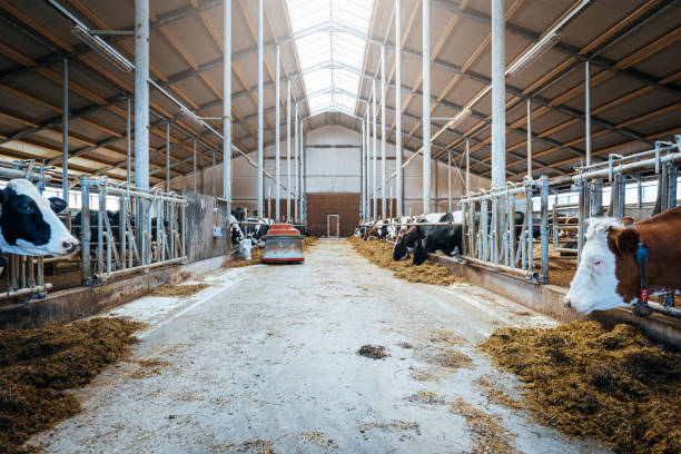 istock Modern spacious automated dairy cow milk farm. 1215604275