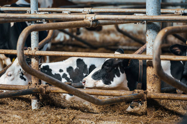 istock Healthy airy cows in modern automated milk farm. 1215604294