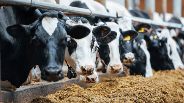 istock Modern spacious automated dairy cow milk farm. 1215604343