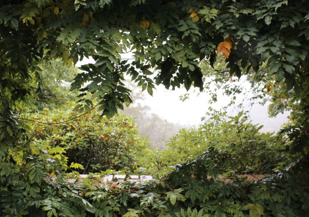 looking out over the tops of the bushland through a wisteria covered window. View from Everglades Historic House and Gardens, Leura, NSW, Australia.