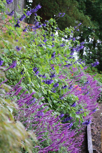 Purple flowers in a border garden Fine purple buddleia and blue salvia together in this easy-going cottage garden. NSW, Australia. buddleia blue stock pictures, royalty-free photos & images