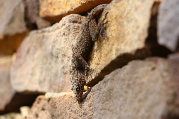 istock Wild Broad-tailed Gecko (Phyllurus platurus) with red mites on skin 1215605179