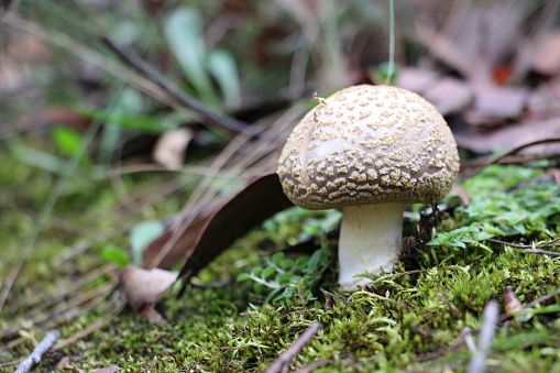 A lovely pale beige-white mushroom with textured hat standing amongst green mosses and dry leaves on the forest floor. Autumn. Blackheath, Blue Mountains, Australia.