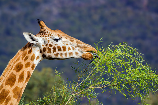 Masai Giraffe skin taken from a wild Giraffe in the Masai Mara