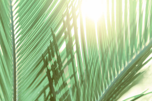 istock green leaves wall background, leaf wall nature background, 1215605904
