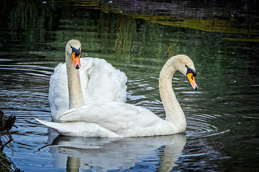 White Swan swimming on the lake