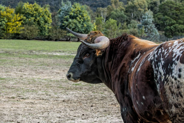istock Close up of a Bull 1215606108